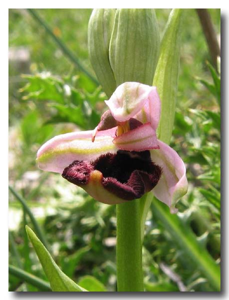 Ophrys: gruppo Ophrys bertolonii